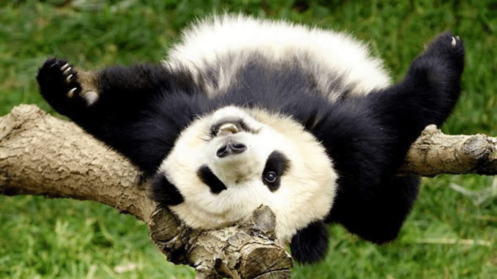 Panda happy